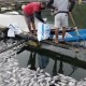 Ribuan Ikan di Danau Batur Bali Mati Keracunan