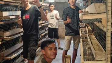 Petani Milenial Burung Puyuh Resmi Diluncurkan