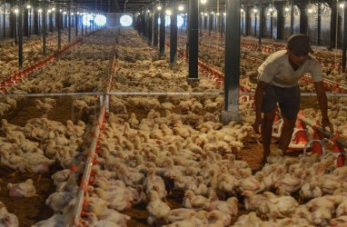 Peternak Ayam Gugat Presiden Jokowi, Mentan dan Mendag Rp5,4 Triliun ke PTUN