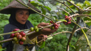 Produksi Kopi di Garut Tetap Bertahan di Tengah Pagebluk Corona