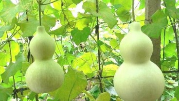 6 Manfaat Labu Botol untuk Kesehatan 