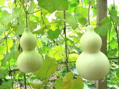 Labu botol