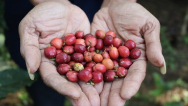 Produksi Kebun Kopi Getas Semarang Naik Drastis