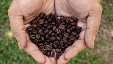 Harga Kopi Global Meroket, Indonesia Terpengaruh?