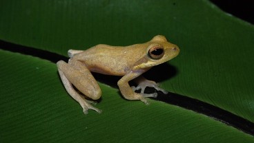 Ditemukan Spesies Baru, Katak Pucat Pantai Selatan di Hutan Dataran Rendah Jawa