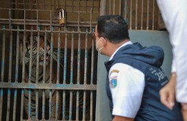 Dua Harimau Sumatra di Ragunan Terpapar Covid-19, Begini Kondisinya