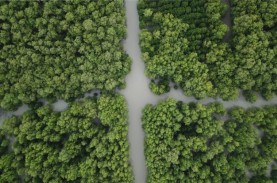 Bumi Sudah Alami Deforestasi, Salah Satu Buktinya…