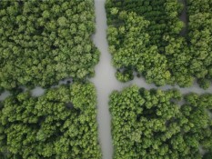 Bumi Sudah Alami Deforestasi, Salah Satu Buktinya Ada di Indonesia