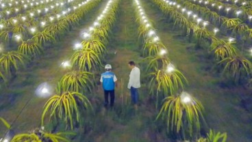 Penerangan Pertanian Buah Naga di Mojokerto Meningkatkan Produksi