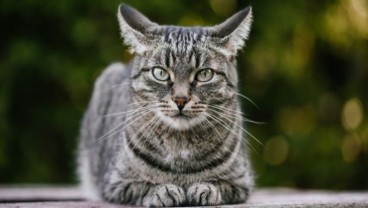 Selamat Hari Kucing Sedunia! 5 Fakta soal Hewan Berbulu Ini Perlu Kamu Tahu