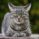 Selamat Hari Kucing Sedunia! 5 Fakta soal Hewan Berbulu Ini Perlu Kamu Tahu