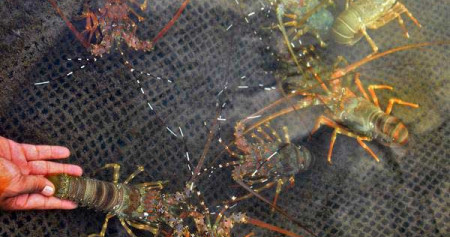 Petambak memperlihatkan udang lobster hasil budidaya di keramba apung, Pelabuhan Lama Ulee Lheue, Banda Aceh, Selasa (30/1)./ANTARA-Ampelsa