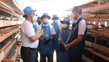 Petani Milenial Burung Puyuh Kelola Kotoran Jadi Pakan Ternak dan Pupuk