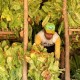 Panen Raya Tembakau Jateng, Petani Terima Permintaan Pabrik Rokok