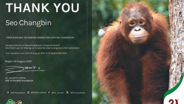 Mau Kasih Hadiah Anti Mainstream Adopsi Orangutan? Begini Caranya