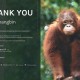 Mau Kasih Hadiah Anti Mainstream Adopsi Orangutan? Begini Caranya