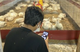 Perkenalkan BroilerX, Sistem Pendeteksi Kandang Ayam Berbasis IoT