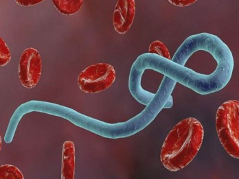 Pantai Gading Konfirmasi Kasus Ebola Pertama dalam 25 Tahun