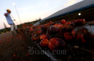 Porsi Penjualan Produk Hilir Sawit Sumbermas (SSMS) Membesar