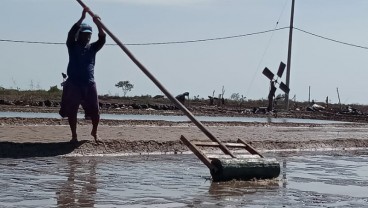 Produksi Garam di Kabupaten Cirebon Terhambat Gara-gara Ini