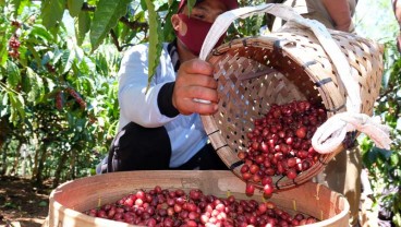 Produktivitas Kopi Robusta di Temanggung Meningkat