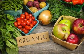 ORGANIK : Segarnya Sayur Organik