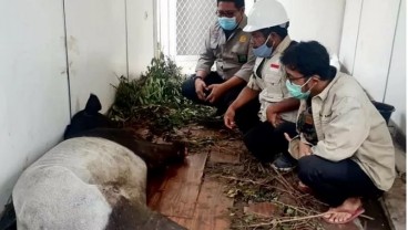 Sedih Banget, Kaki Kanan Tapir ini Putus Akibat Dijerat