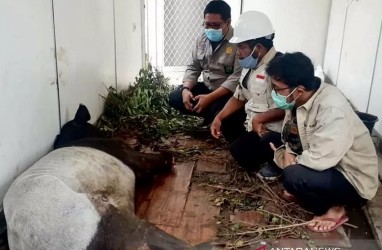 Sedih Banget, Kaki Kanan Tapir ini Putus Akibat Dijerat