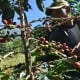 Gegara Pandemi, Petani Kopi di Purwakarta Sulit Jual Hasil Panen