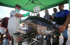 Ekspor Tuna Mulai Menanjak Meski Terkendala Pengiriman 