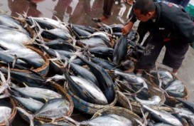 Ekspor Ikan Tuna Masih Terkendala Pengiriman 