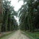 Harga Lagi Bagus, Petani Kelapa Sawit di Sumbar Ogah Replanting