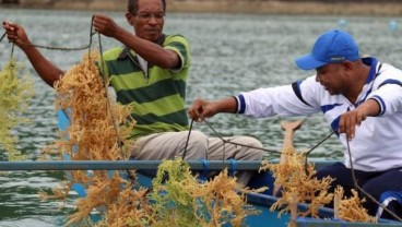 Prospek Industri Akuakultur Cerah, tapi Tak Menarik Bagi Milenial