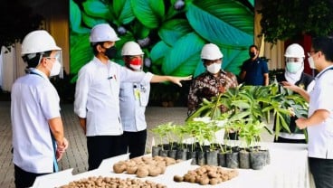 Meski Naik Daun, Petani Sumsel Ragu Tanam Porang