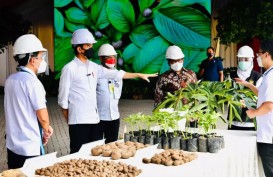 Meski Naik Daun, Petani Sumsel Ragu Tanam Porang