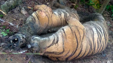 Tiga Ekor Harimau Sumatra di Aceh Ditemukan Mati Akibat Terkena Jerat