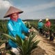 Pentingnya Keberlanjutan dalam Industri Sawit, Apical dan Asian Agri Edukasi Generasi Muda di Summer Course IPB University