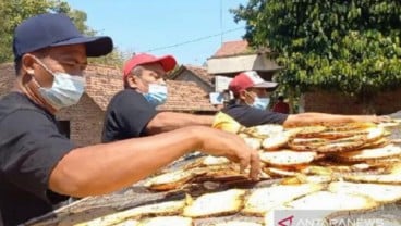 Harga Jual Umbi Porang Anjlok, Ini Siasat Petani