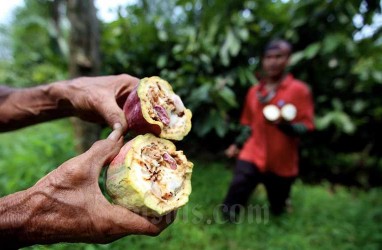 Luas Lahan Komoditas Kakao di Sumbar Berkurang Nyaris 50 Persen