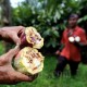 Luas Lahan Komoditas Kakao di Sumbar Berkurang Nyaris 50 Persen