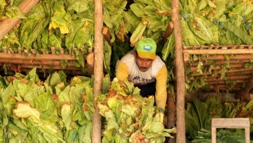 Panen Tembakau Temanggung Mencapai 14.000 Ton