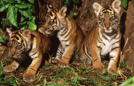 KLHK Gagalkan Penjualan Kulit Harimau Sumatra dan Dua Ekor Janin Rusa