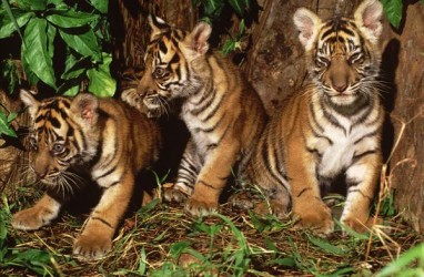KLHK Gagalkan Penjualan Kulit Harimau Sumatra dan Dua Ekor Janin Rusa