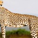 Hewan Tercepat di Dunia, Bukan Cheetah