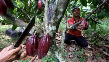 LAHAN PERTANIAN: Petani Kakao Sumatra Barat Mulai Jenuh