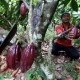 LAHAN PERTANIAN: Petani Kakao Sumatra Barat Mulai Jenuh