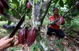LAHAN PERTANIAN: Petani Kakao Sumatra Barat Mulai Jenuh