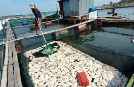 Puluhan Ton Ikan di Waduk Kedung Ombo Mati Mendadak