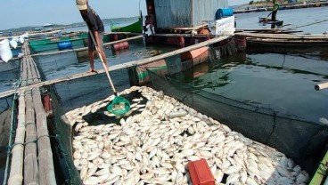 Puluhan Ton Ikan di Waduk Kedung Ombo Mati Mendadak