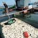 Puluhan Ton Ikan di Waduk Kedung Ombo Mati Mendadak